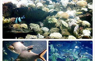 SeaWorld Indonesia